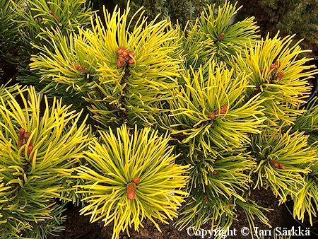 Pinus mugo 'Carsten's Wintergold', kpivuorimnty